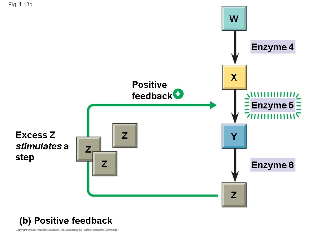 Fig. 1-13b Excess Z stimulates a step (b) Positive feedback Z Positive feedback Enzyme